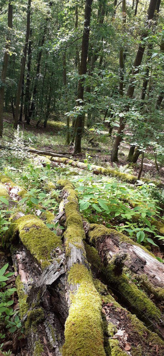 Prodej pozemku 8.759 m², Vráž, Středočeský kraj