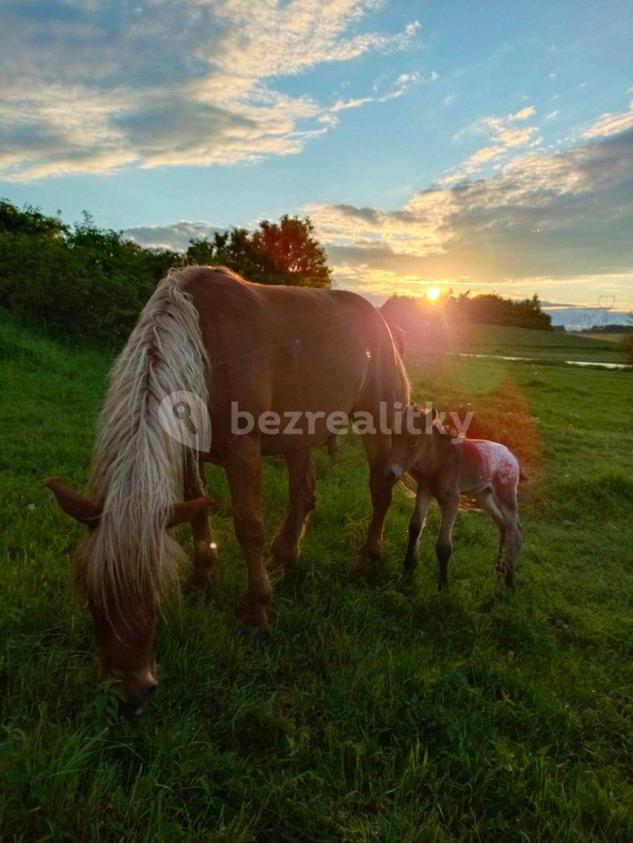 Pronájem chaty, chalupy, Staré Sedlo, Plzeňský kraj